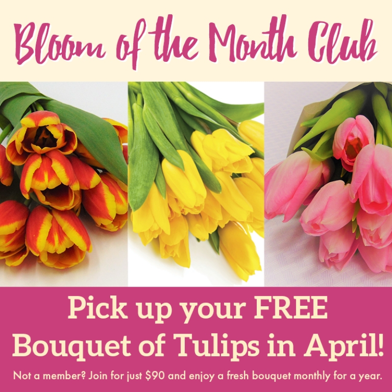 HP_Mobile_0329_800x768_Bloom_of_the_Month